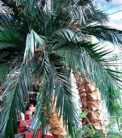 景观工程用保鲜椰子树,草坪毛竹假山等景观产品