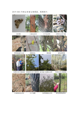 广德市常见林业害虫种类现状调查与防治对策