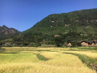 福州永泰县梧桐镇盘富村举办第一届有机稻丰收节