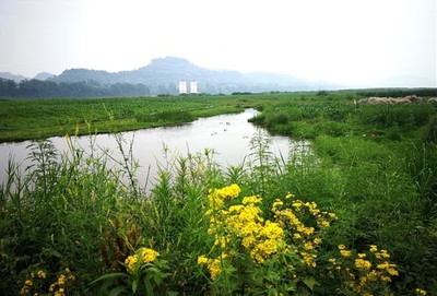 安居镇:荒滩复垦 重现一江春水两岸绿景象