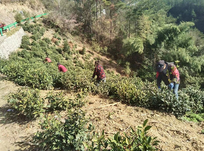 中安在线黄山频道|歙县溪头镇:种植修复油茶林 提质增绿促增收